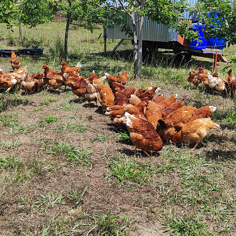 pasture eggs 3