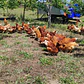 pasture eggs - Thumbnail 3
