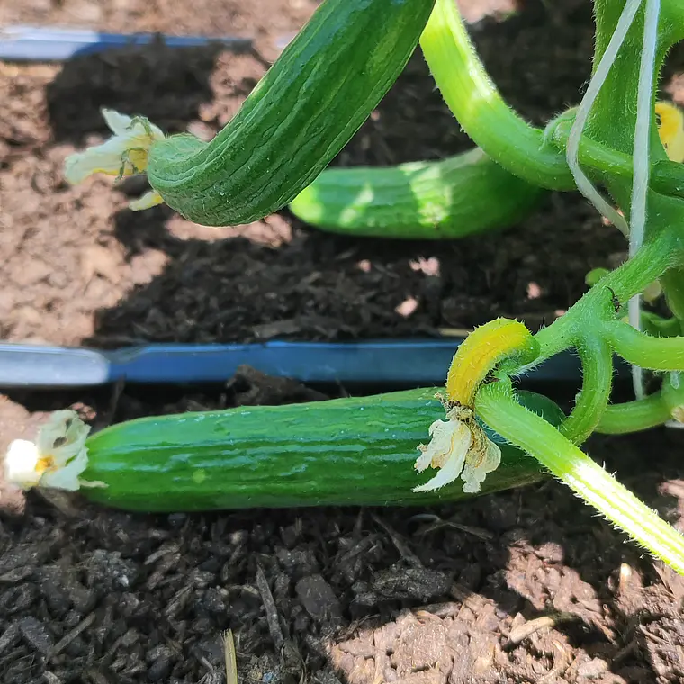 Mini medeterain cucumbers 2