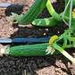 Mini medeterain cucumbers - Thumbnail 2