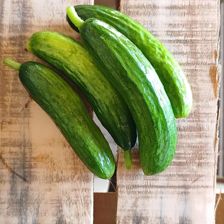 Mini medeterain cucumbers 1