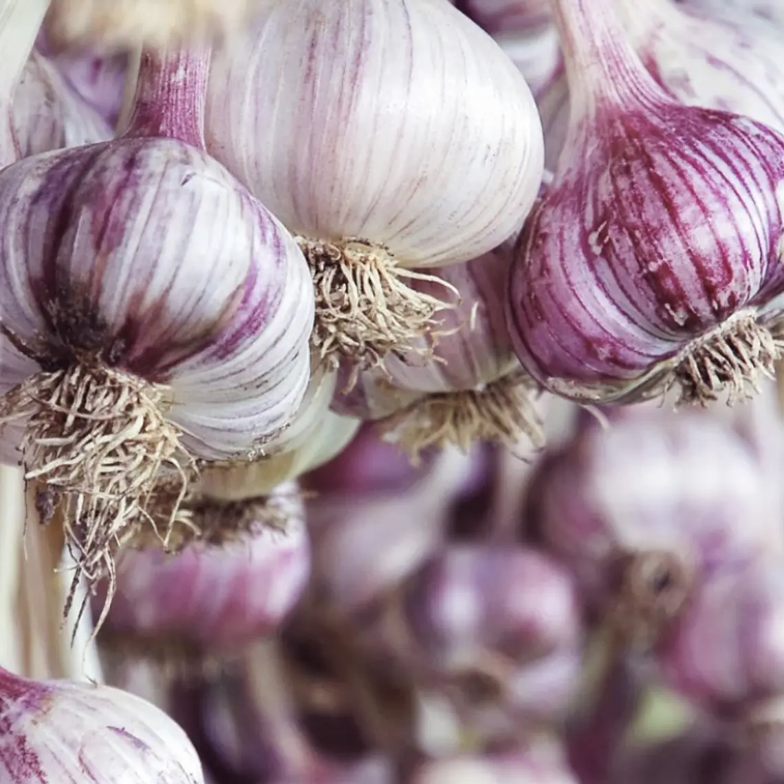 dried garlic - 250 gr 1