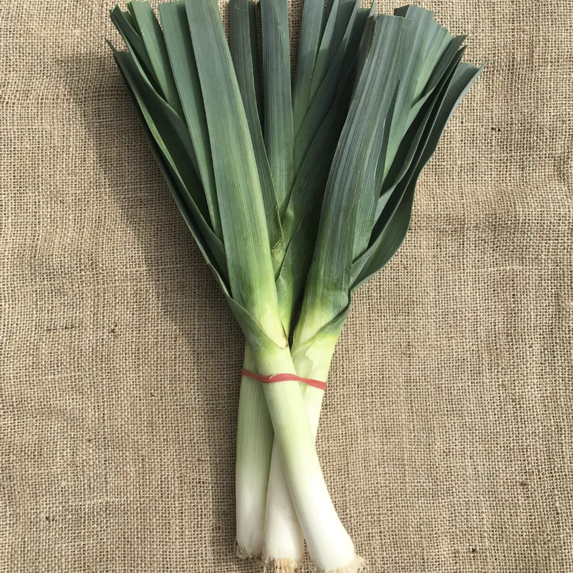 leek 1
