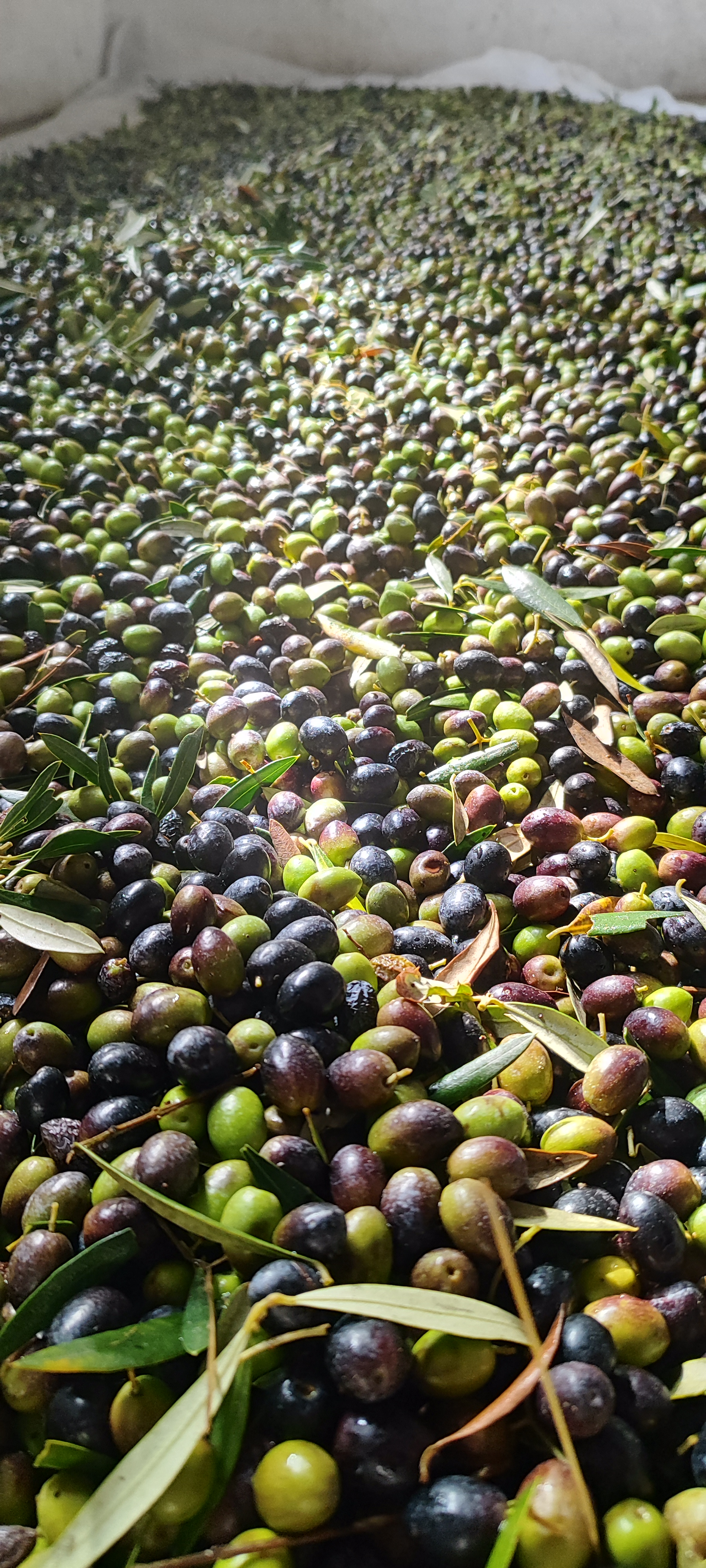 Olives after harvest
