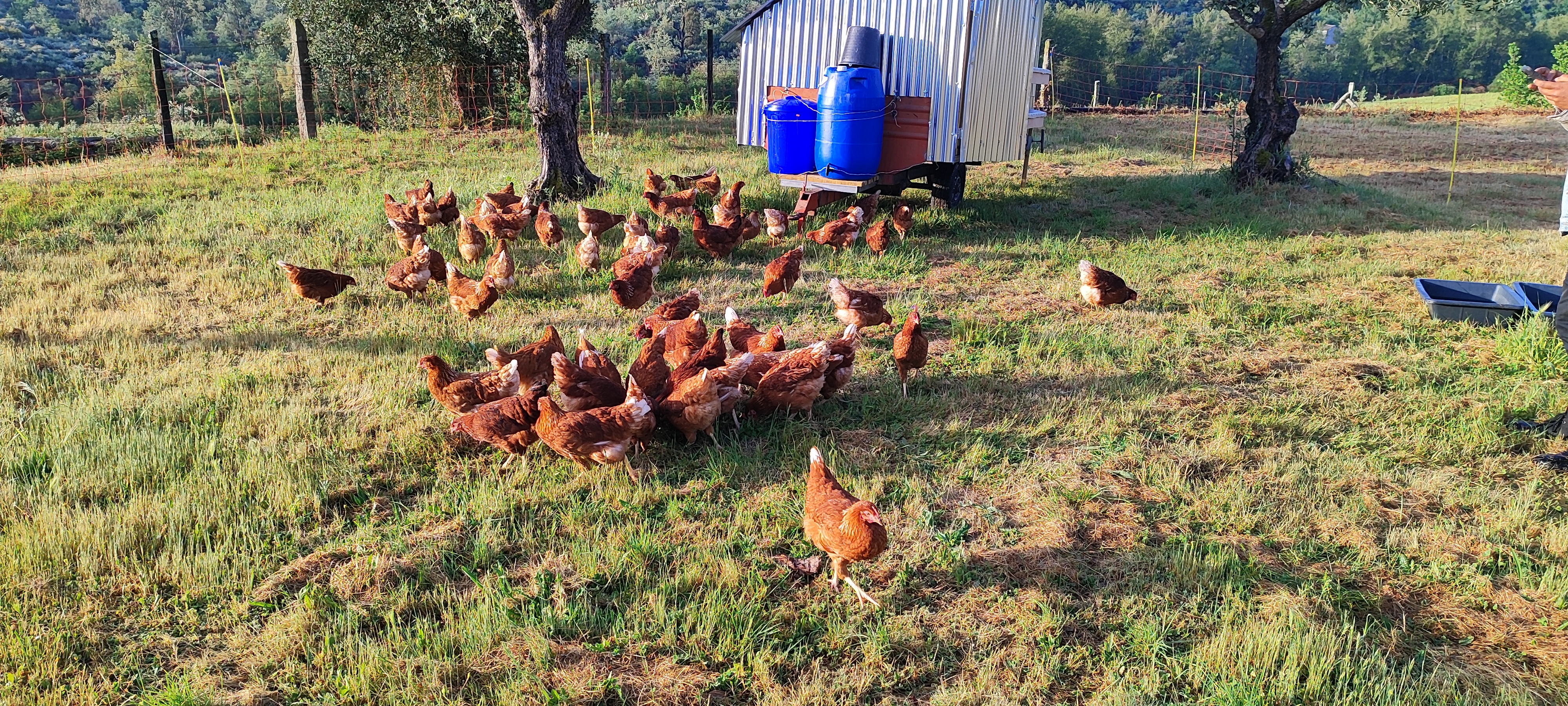 Laying hens on pasture