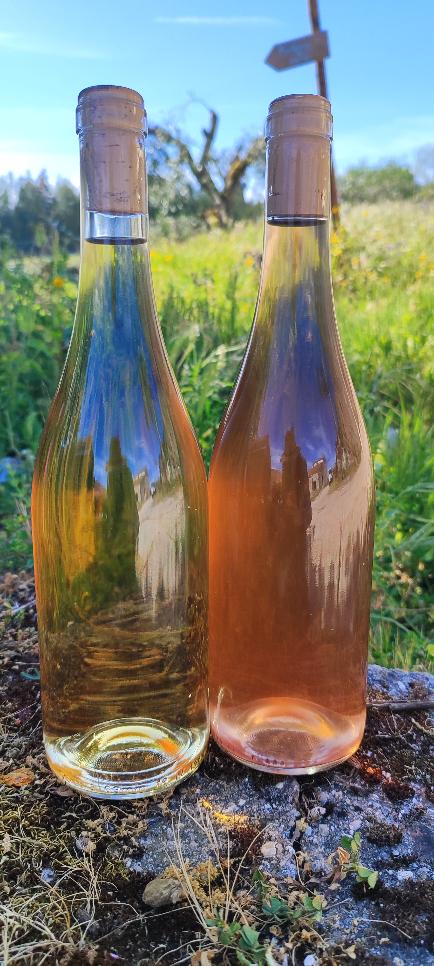 Wine making at Quinta De São Jacinto