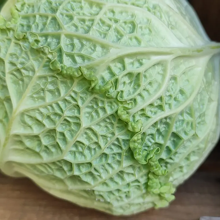 Cabbage head 1