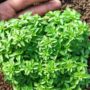 micro basil