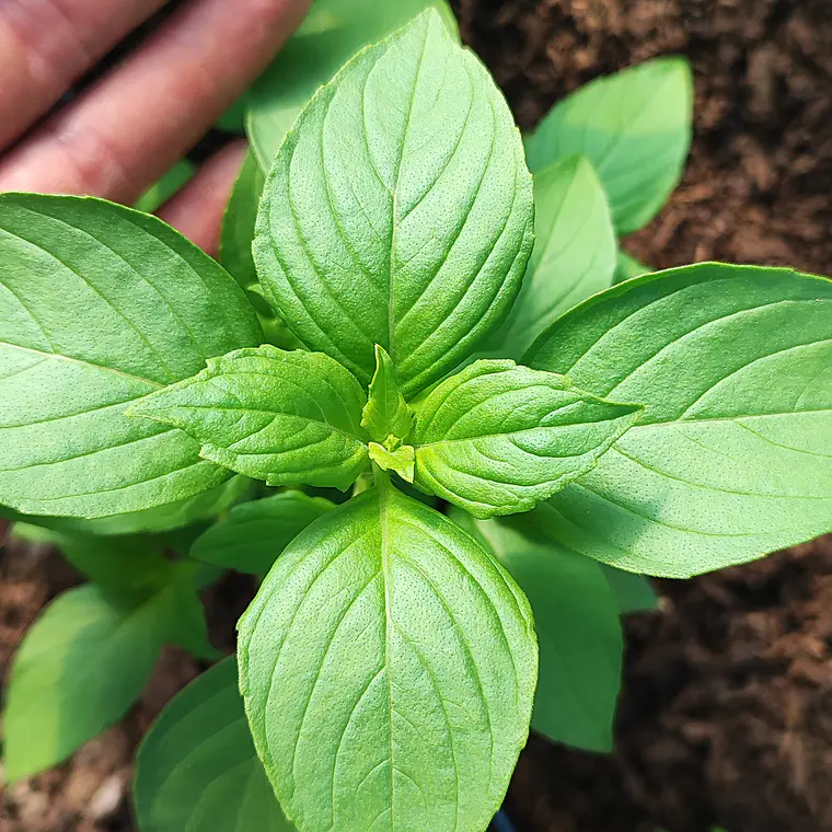 lime basil 1