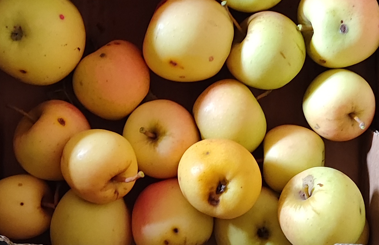 Apple cider and vinegar