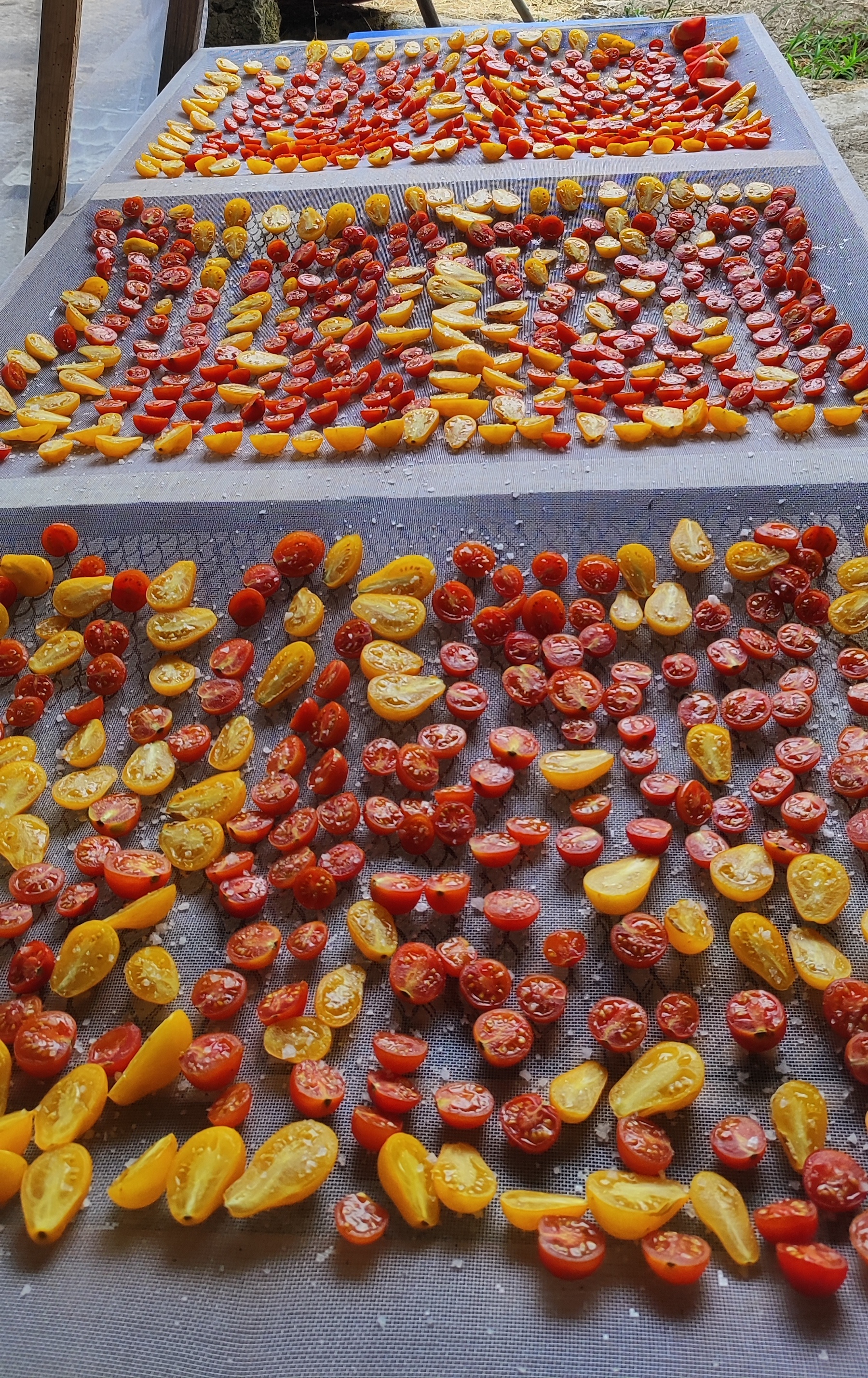 Summer fruit drying and preserving