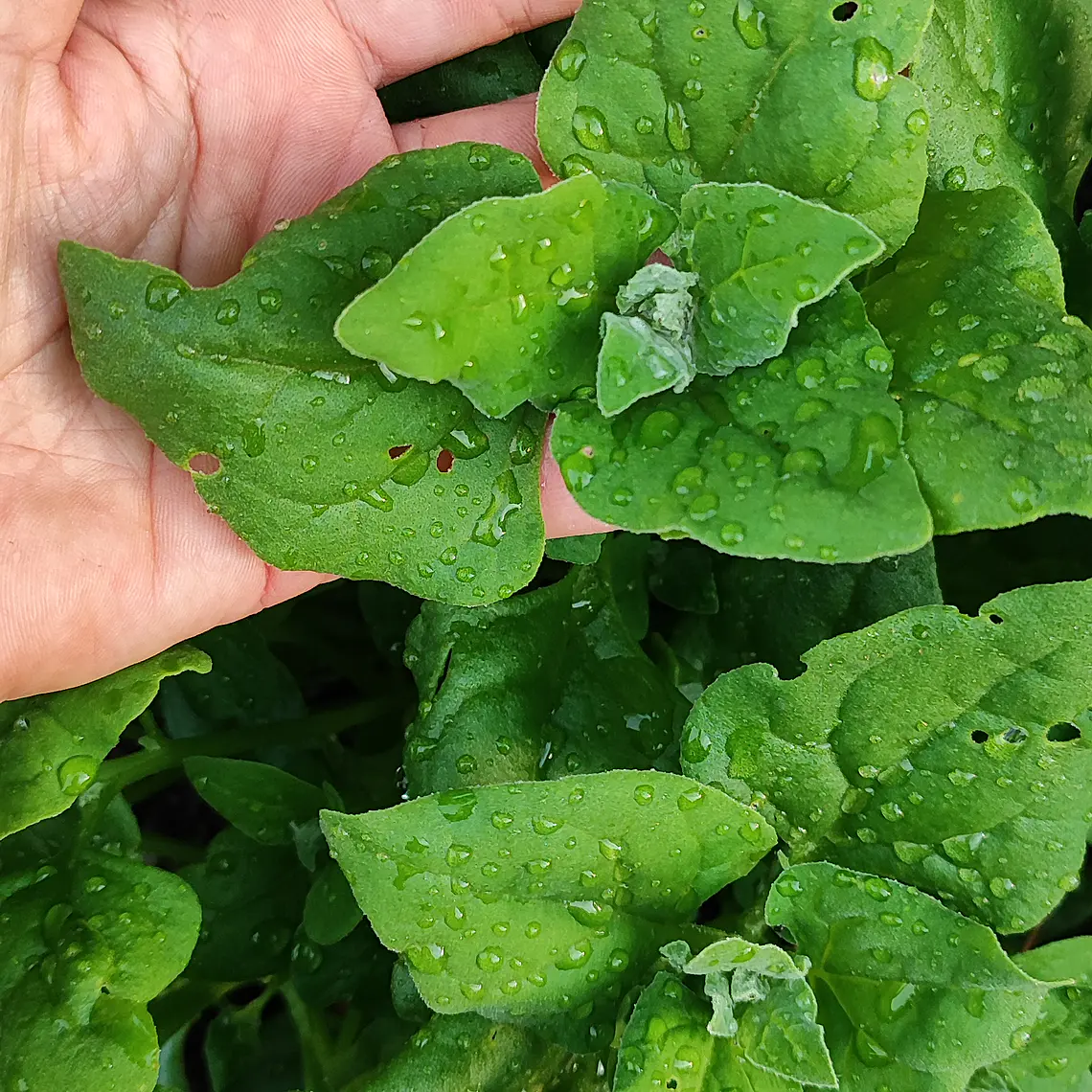 New Zealand spinach  1