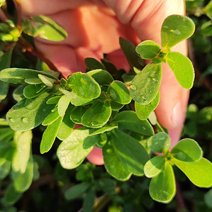Wild purslane 