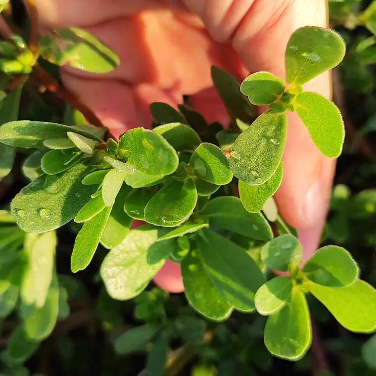 Wild purslane  1