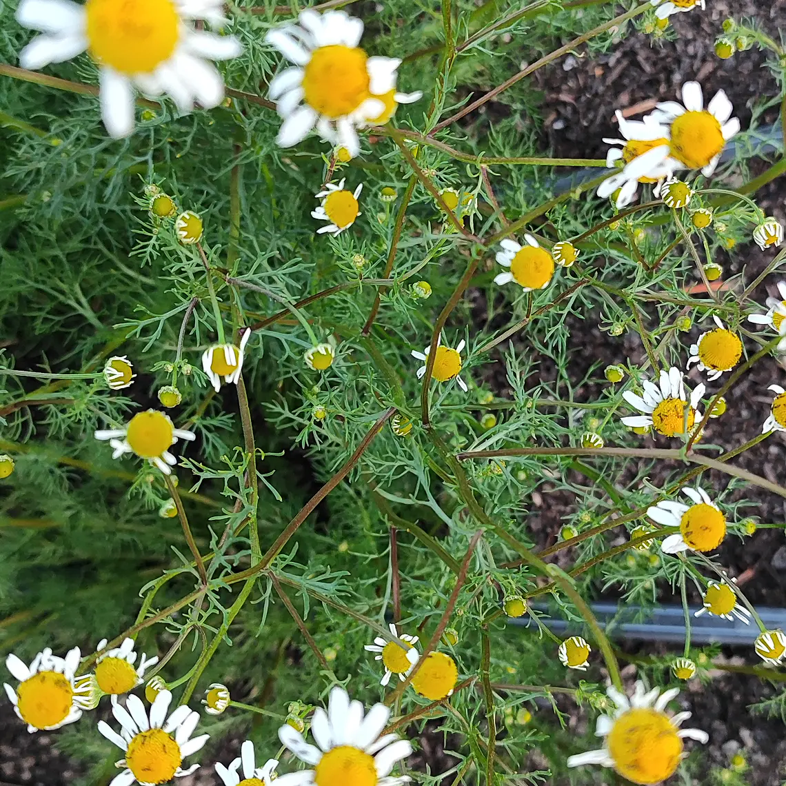 Camomile flowers  1