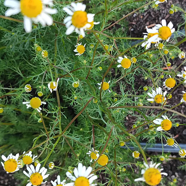 Camomile flowers  1