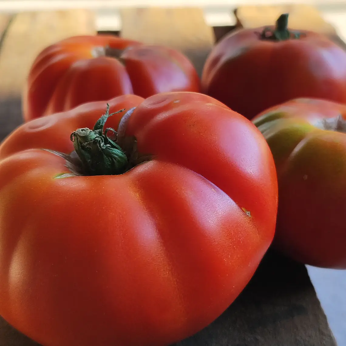Beefsteak tomatoes 'Marmande' 1