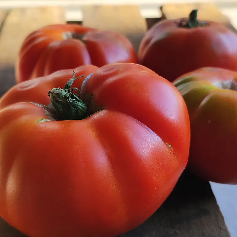 Beefsteak tomatoes 'Marmande' 1