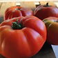 Beefsteak tomatoes 'Marmande' - thumbnail 1