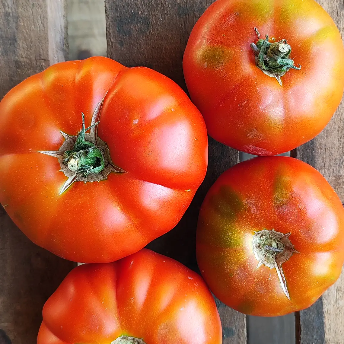 Beefsteak tomatoes 'Marmande' 2