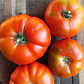 Beefsteak tomatoes 'Marmande' - thumbnail 2