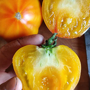 Golden tomatoes 'Marigold'