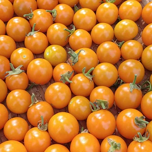 Cherry tomatoes - sungold