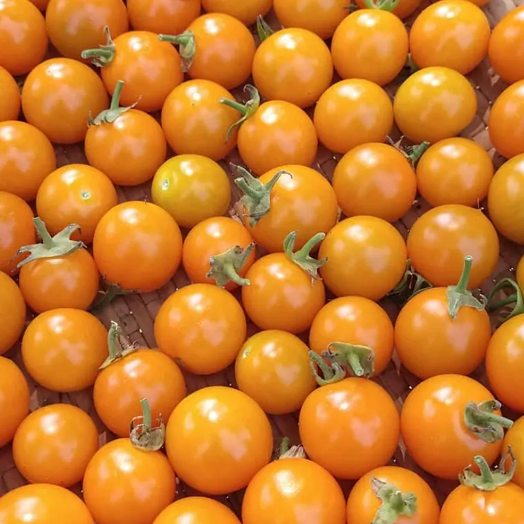 Cherry tomatoes - sungold 1