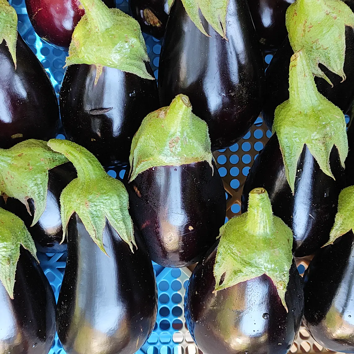 black beuty eggplant 1