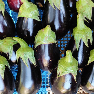 black beuty eggplant
