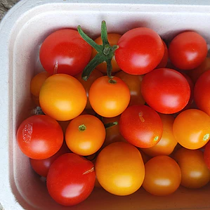 mixed colored cherry tomatoes 