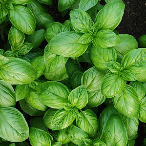 Italian basil
