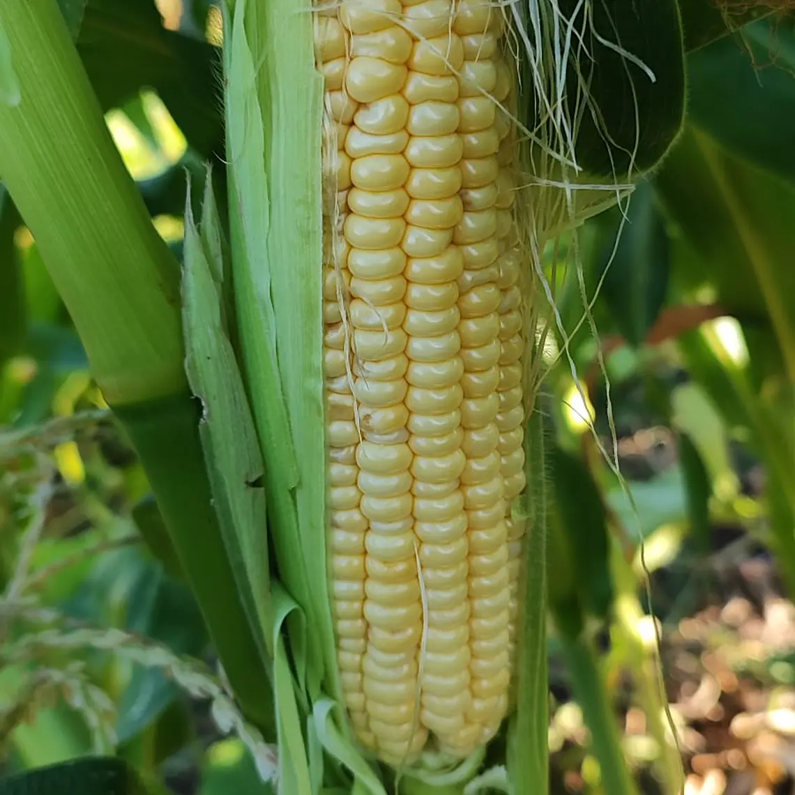 Yellow Sweet Corn 1