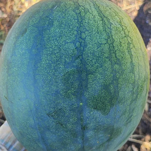 Sweet Watermelon