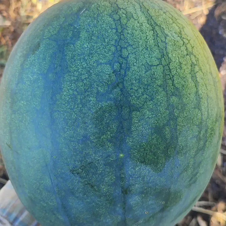 Sweet Watermelon 1