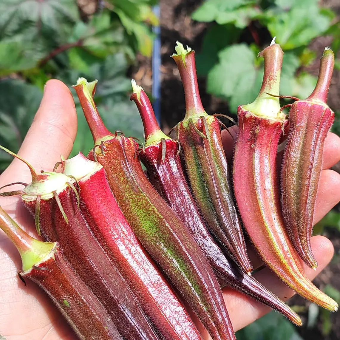 Mixed Okra — Red & Green 1