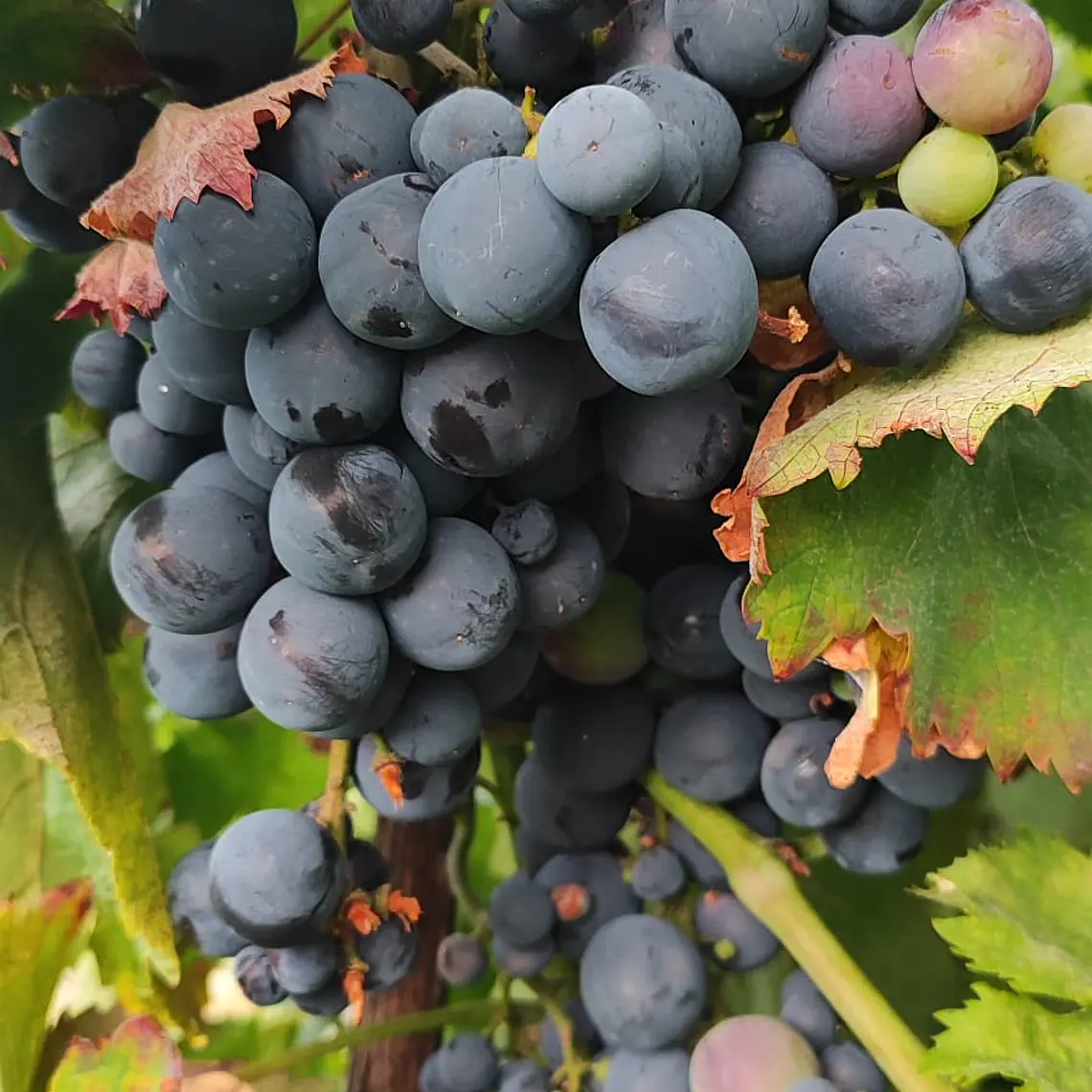 Sweet Purple Grapes 1