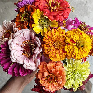Zinnia Flower Bouquet