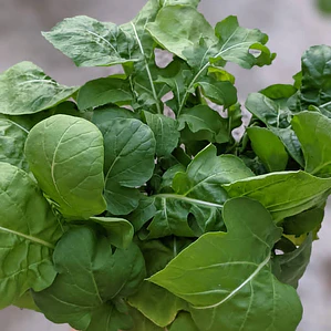 Rockat (Rucola)