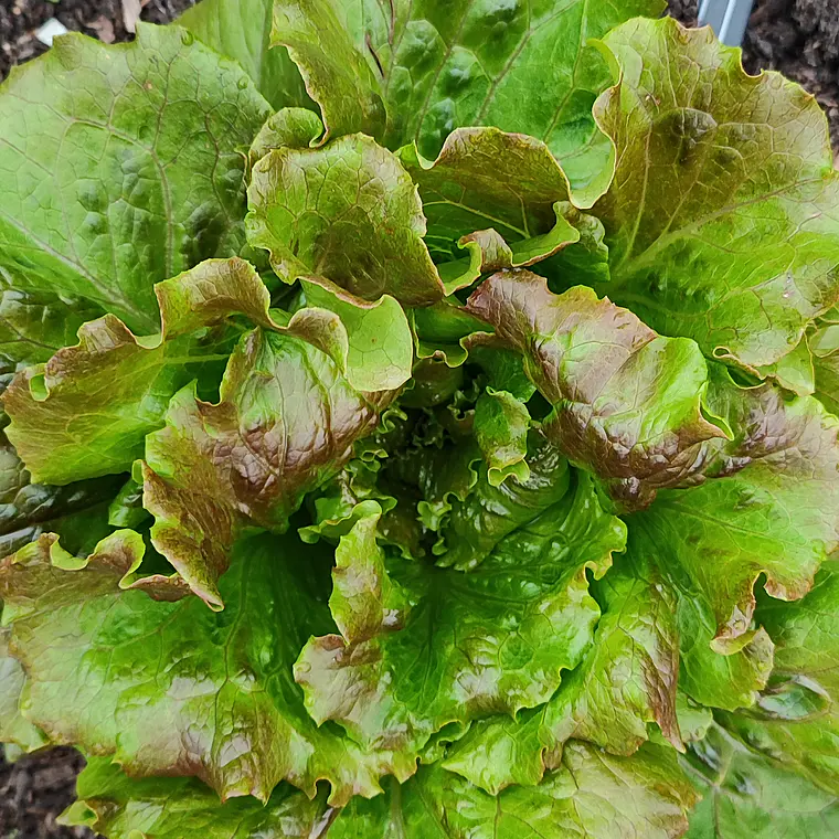 Maravilha lettuce  1