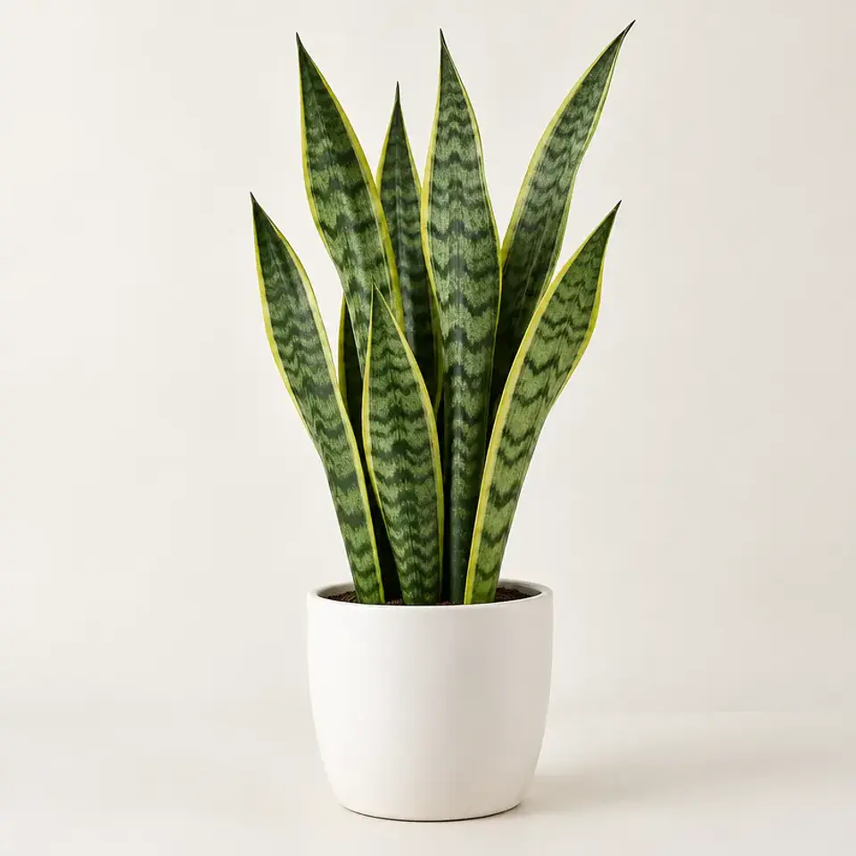 Sansevieria trifasciata — maceta 15 cm 1
