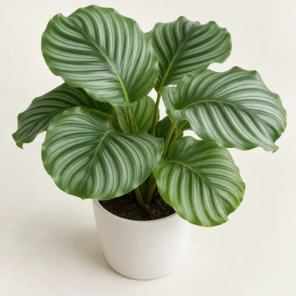 Calathea orbifolia — maceta 15 cm 1