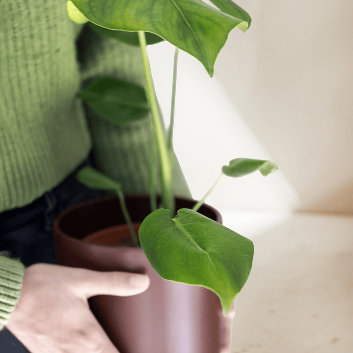 Monstera Deliciosa 3