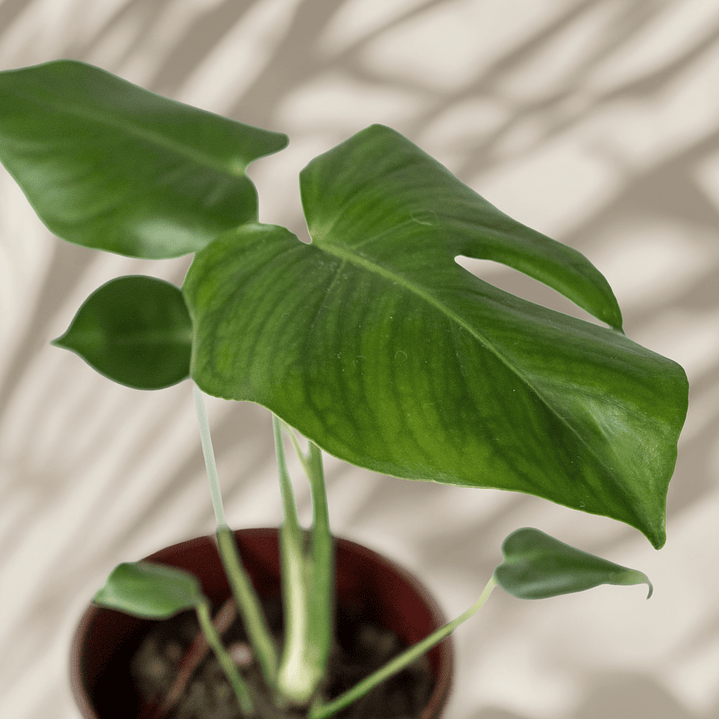 Monstera Deliciosa 1