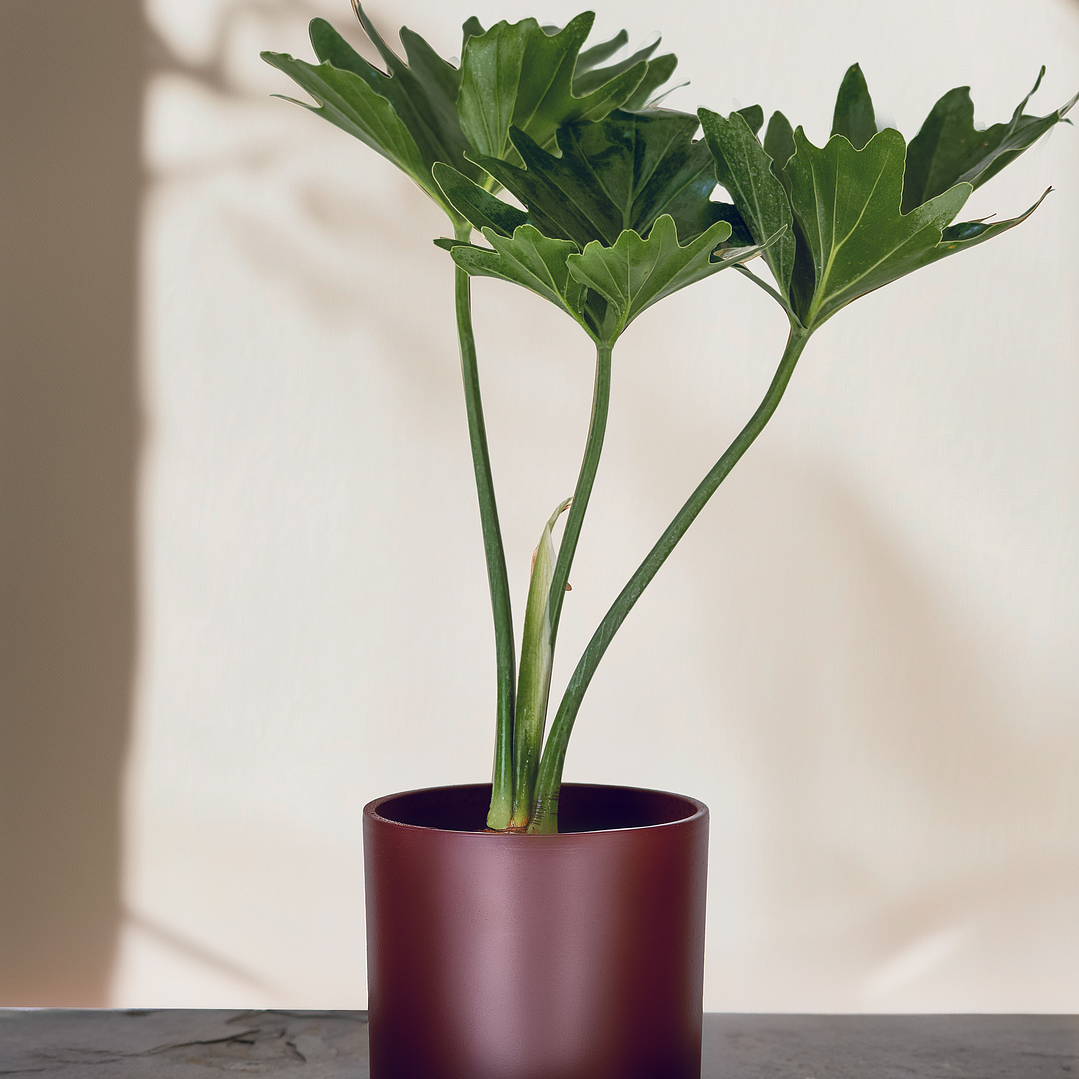 Filodendro Paraguayo 1