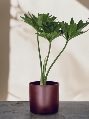 Filodendro Paraguayo