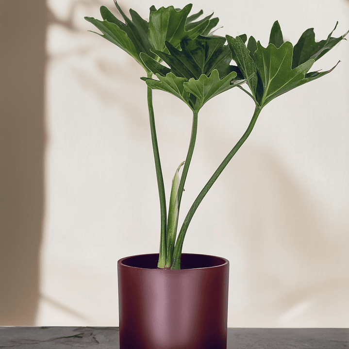 Filodendro Paraguayo 1