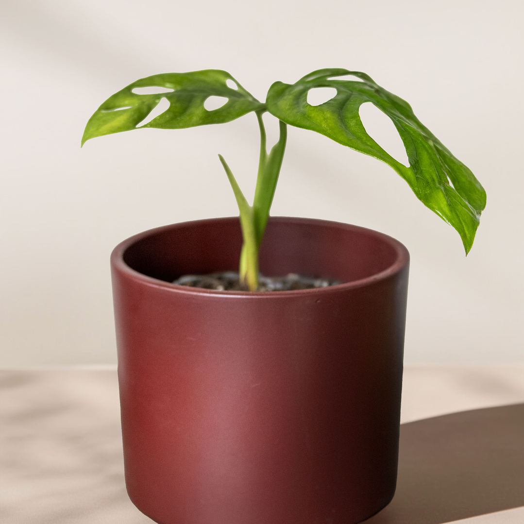 Monstera Adansonii 2