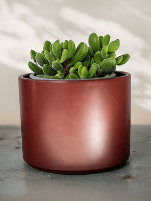 Crassula Rogersii