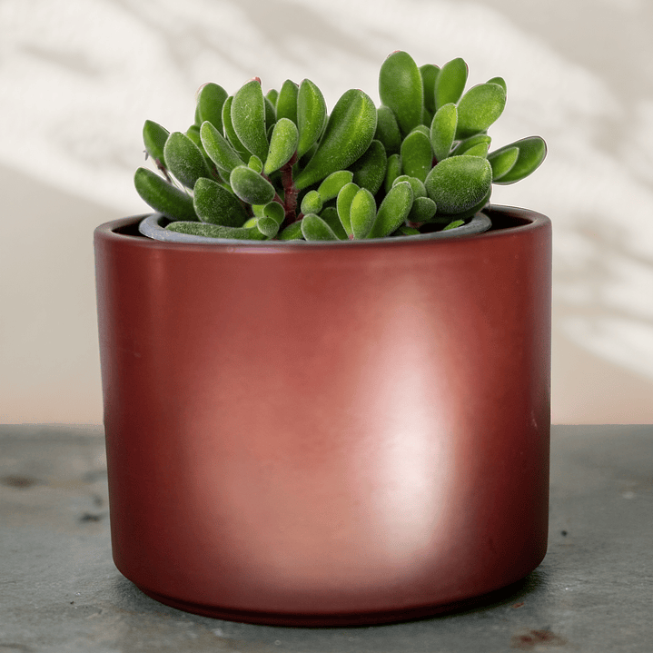 Crassula Rogersii 1